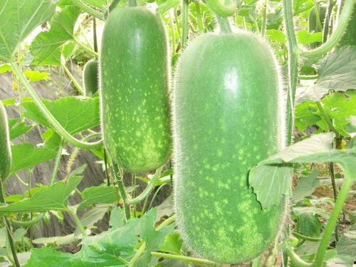 吃瓜网36w c,吃瓜网36w c事件深度解析